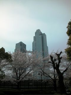 Sakura_seiroka